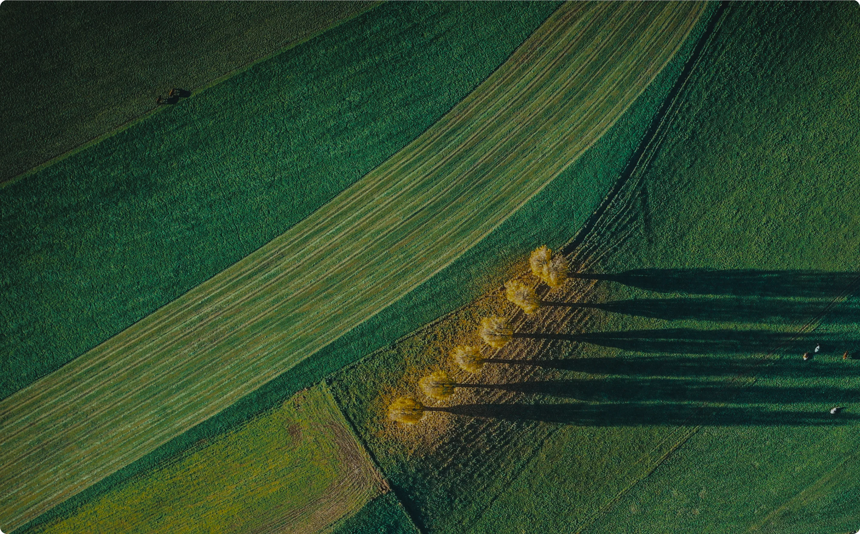 Striped green fields seen from above, a row of trees casting long shadows at dusk