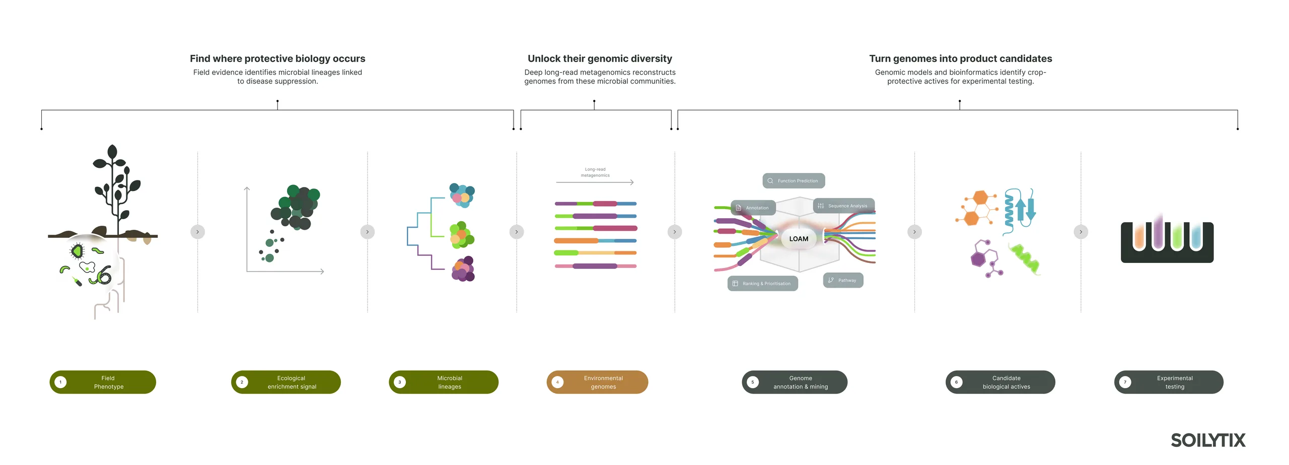 Discovery pipeline in seven steps: field phenotype, ecological enrichment signal and microbial lineages (find where protective biology occurs); environmental genomes (unlock their genomic diversity); genome annotation and mining with LOAM, candidate biological actives and experimental testing (turn genomes into product candidates).