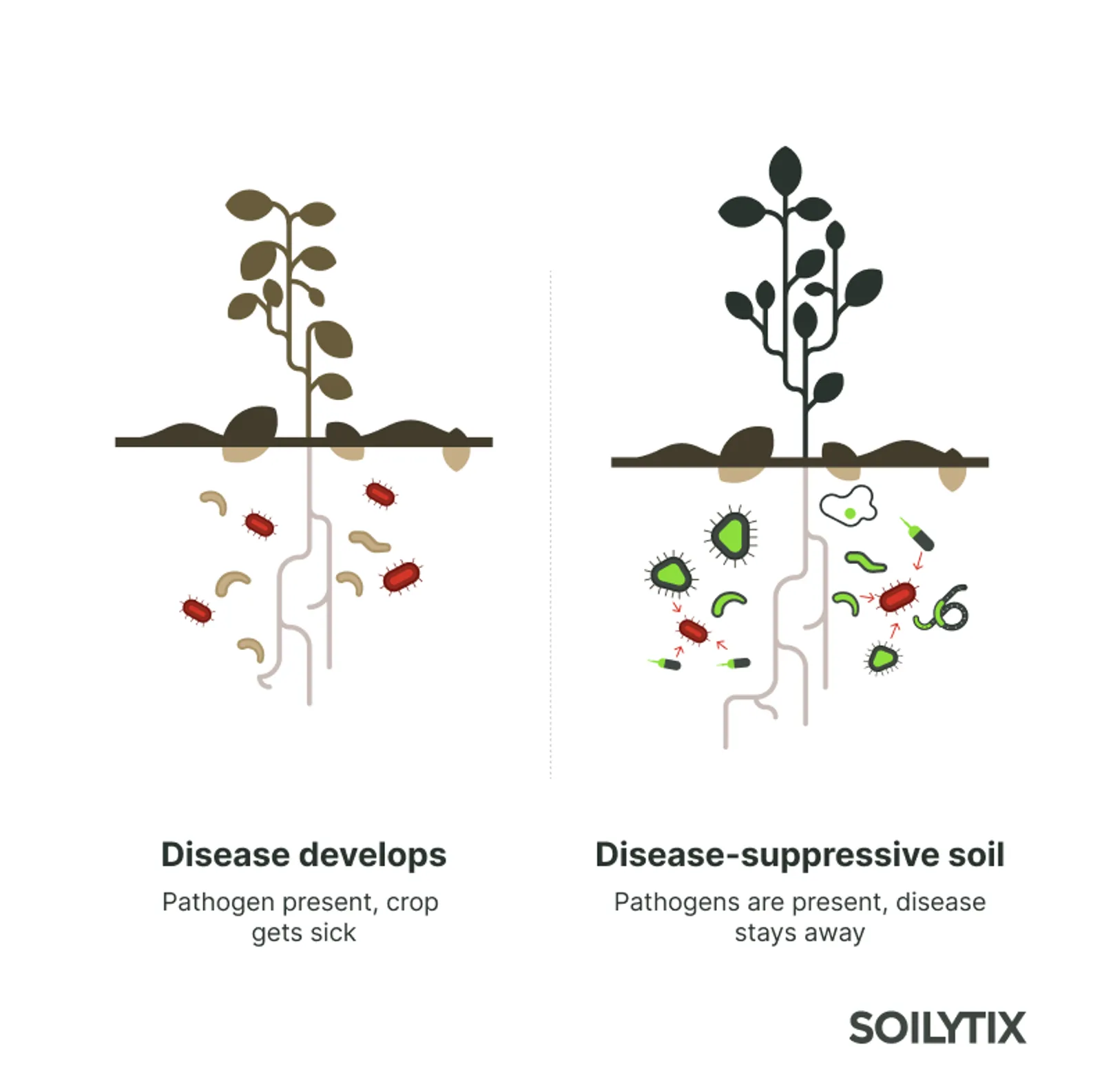 Two fields with the same crop pathogen. Left: disease develops; the pathogen is present and the crop gets sick. Right: disease-suppressive soil; pathogens are present among other microbes, and disease stays away.