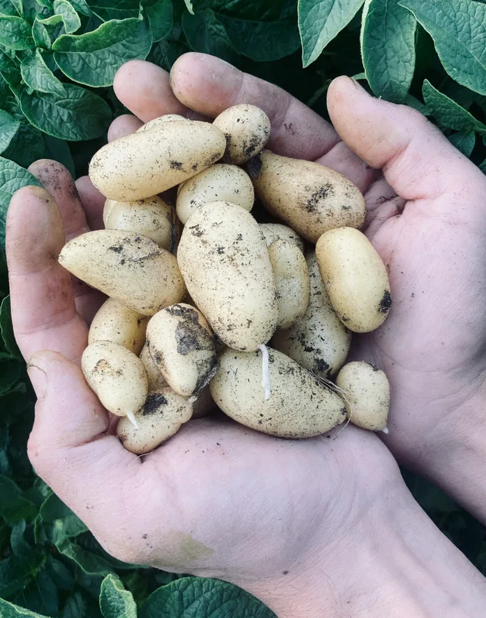 Two hands holding freshly dug potatoes