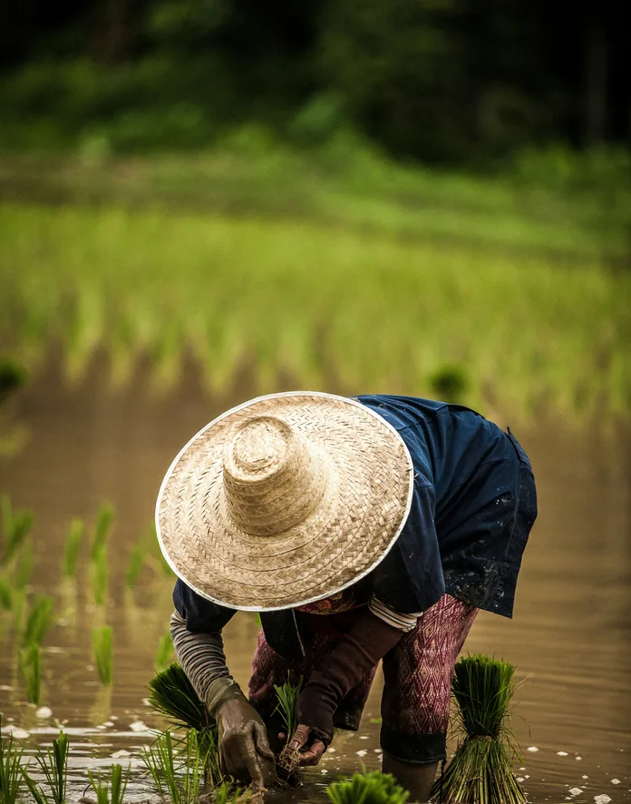 A farmer in a straw hat planting rice by hand