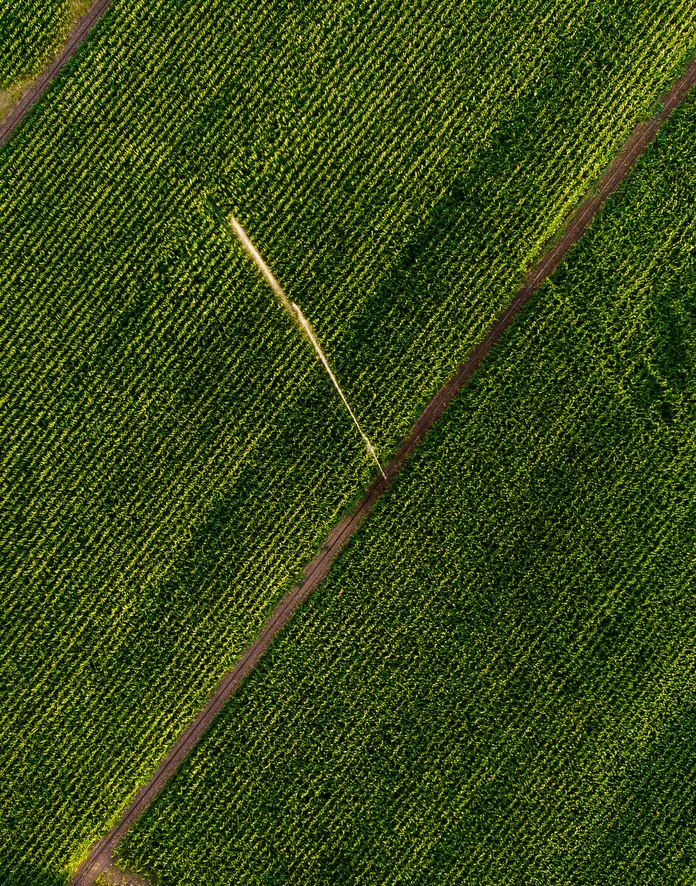 Rows of soybean plants seen from above, one track running through them