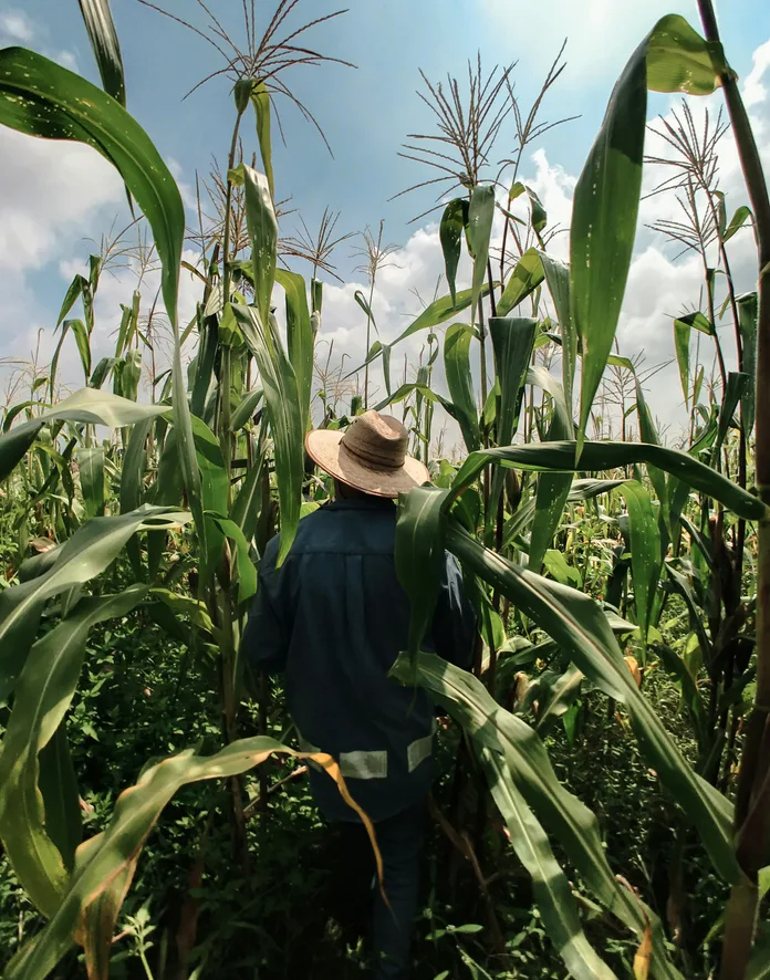 A farmer walking between tall rows of ripening cereal