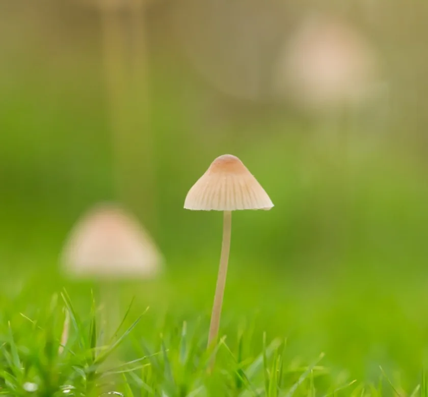 Small mushrooms in grass