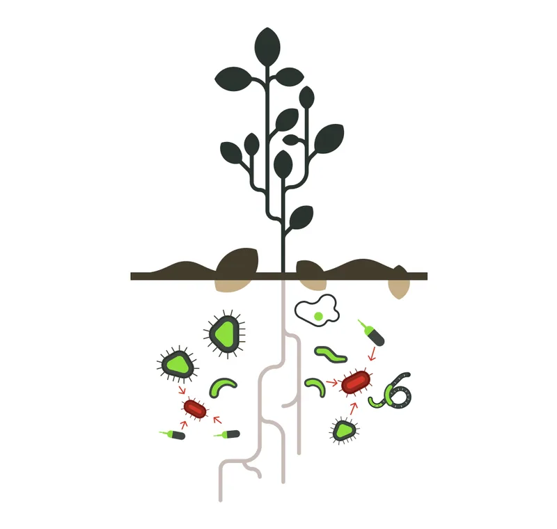 A drawing of a plant above the soil line with its roots among microbes below