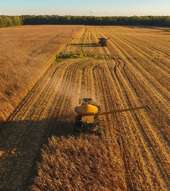 A combine harvesting a ripe field