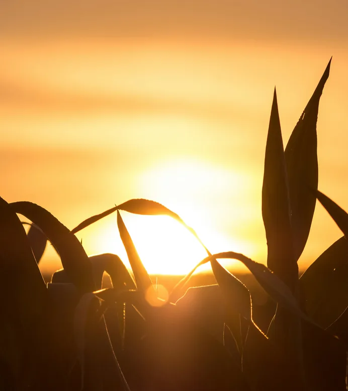 Young maize leaves against a low sun
