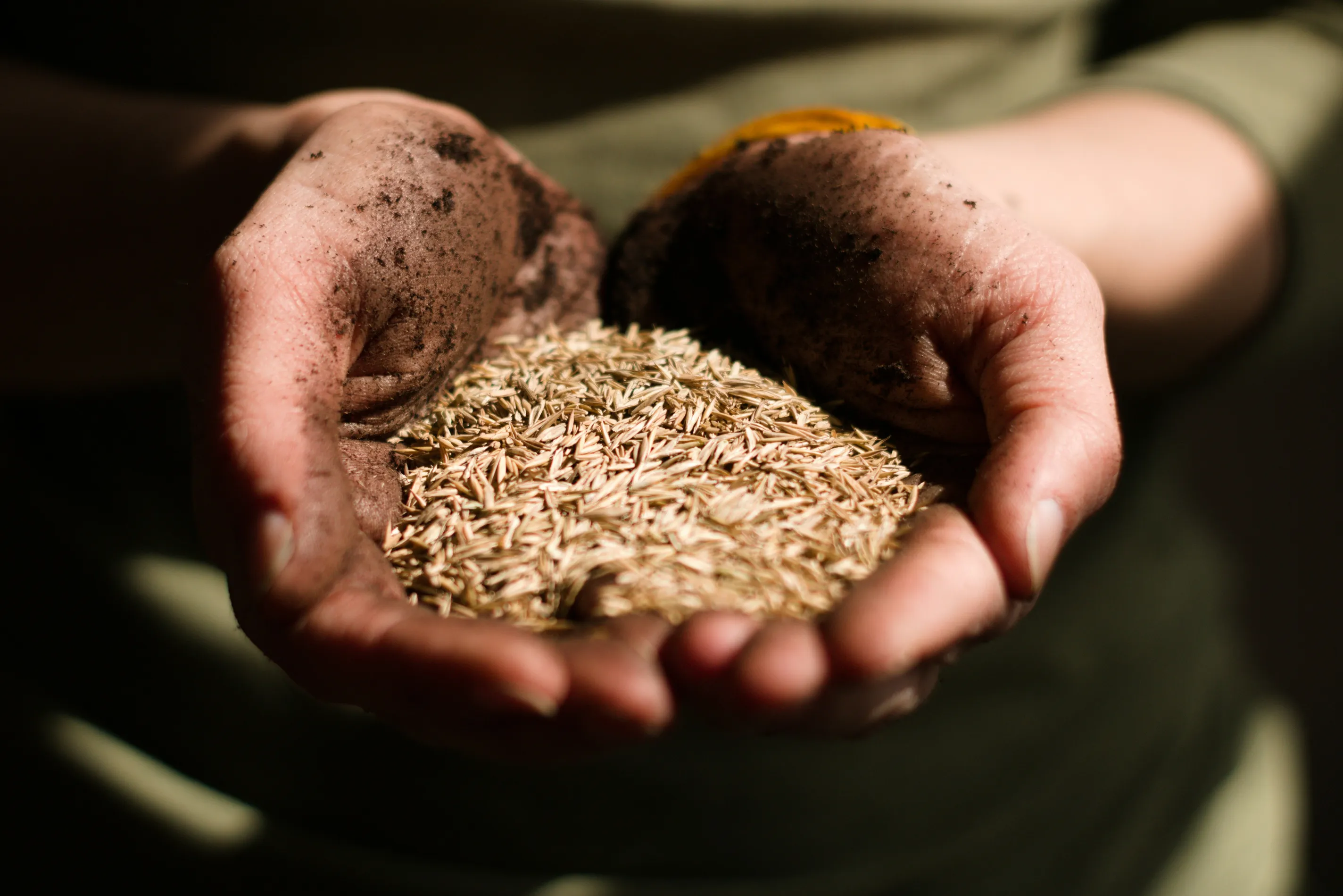 Two cupped hands holding a heap of pale, freshly harvested seed.