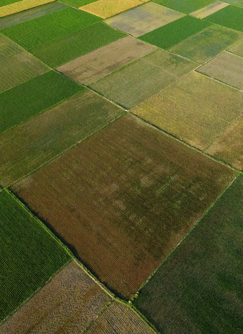Aerial view of a patchwork of crop fields in different shades of green and gold.